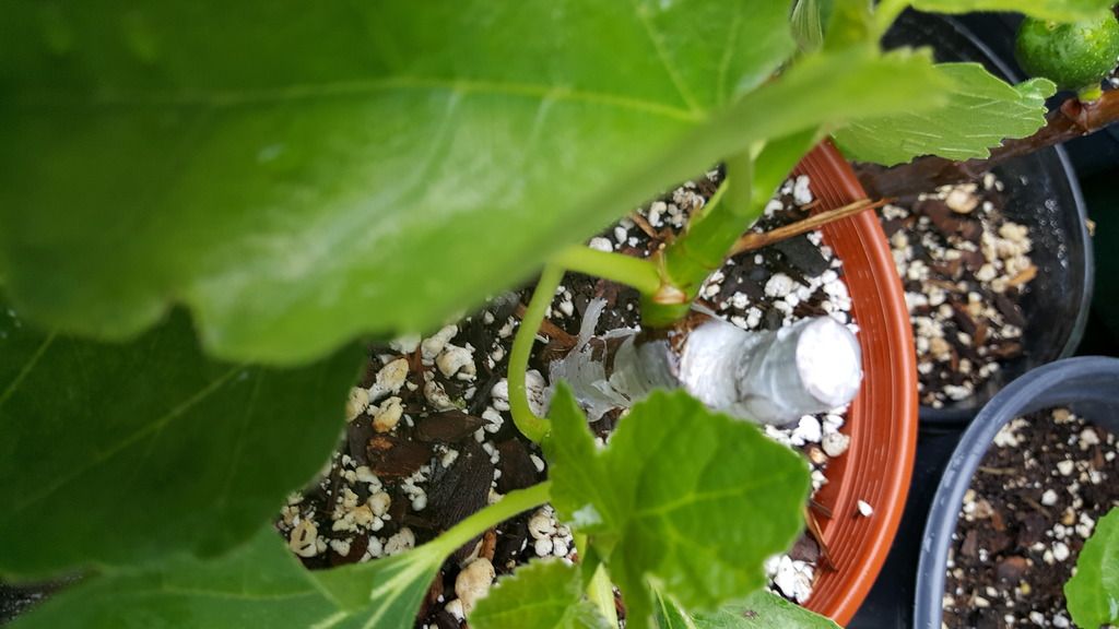 Seattle Garden & Fruit Adventures Buddy Tape vs Parafilm